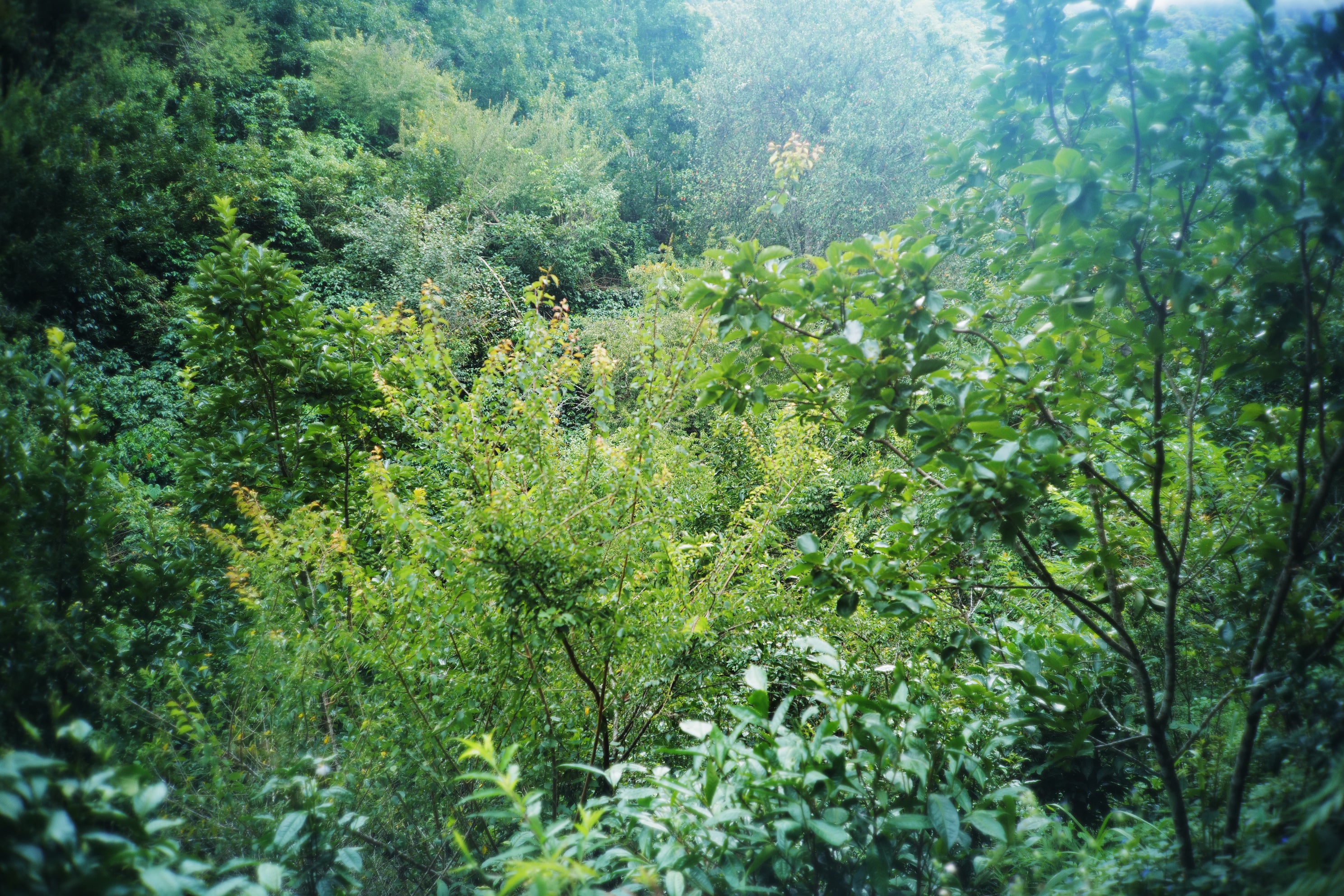 山の生態系