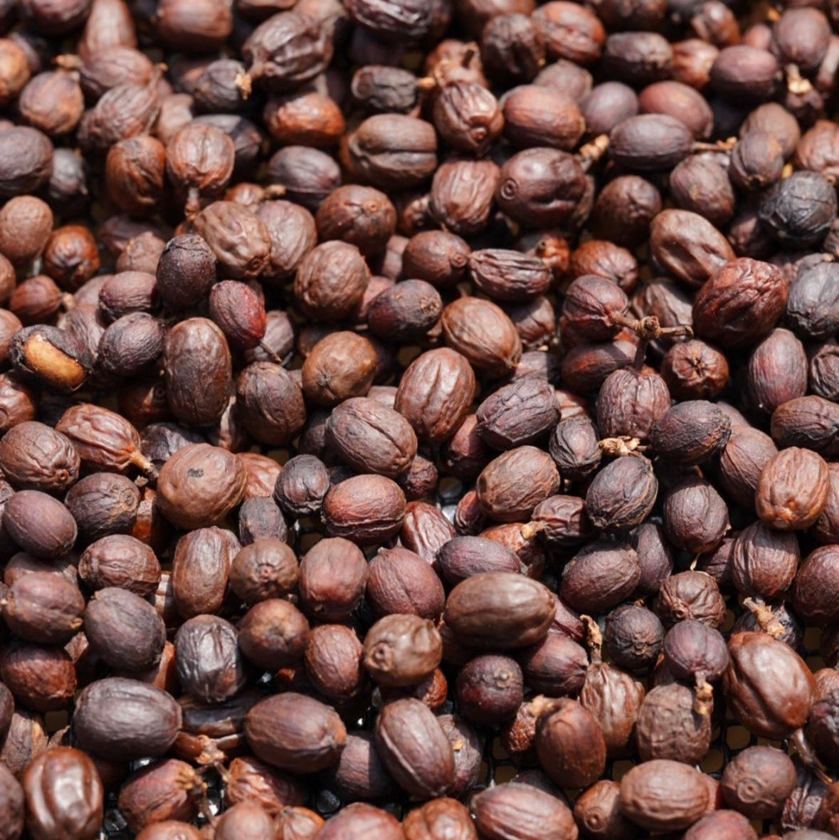 SAENCHAI(浅煎り)/Avocado Natural