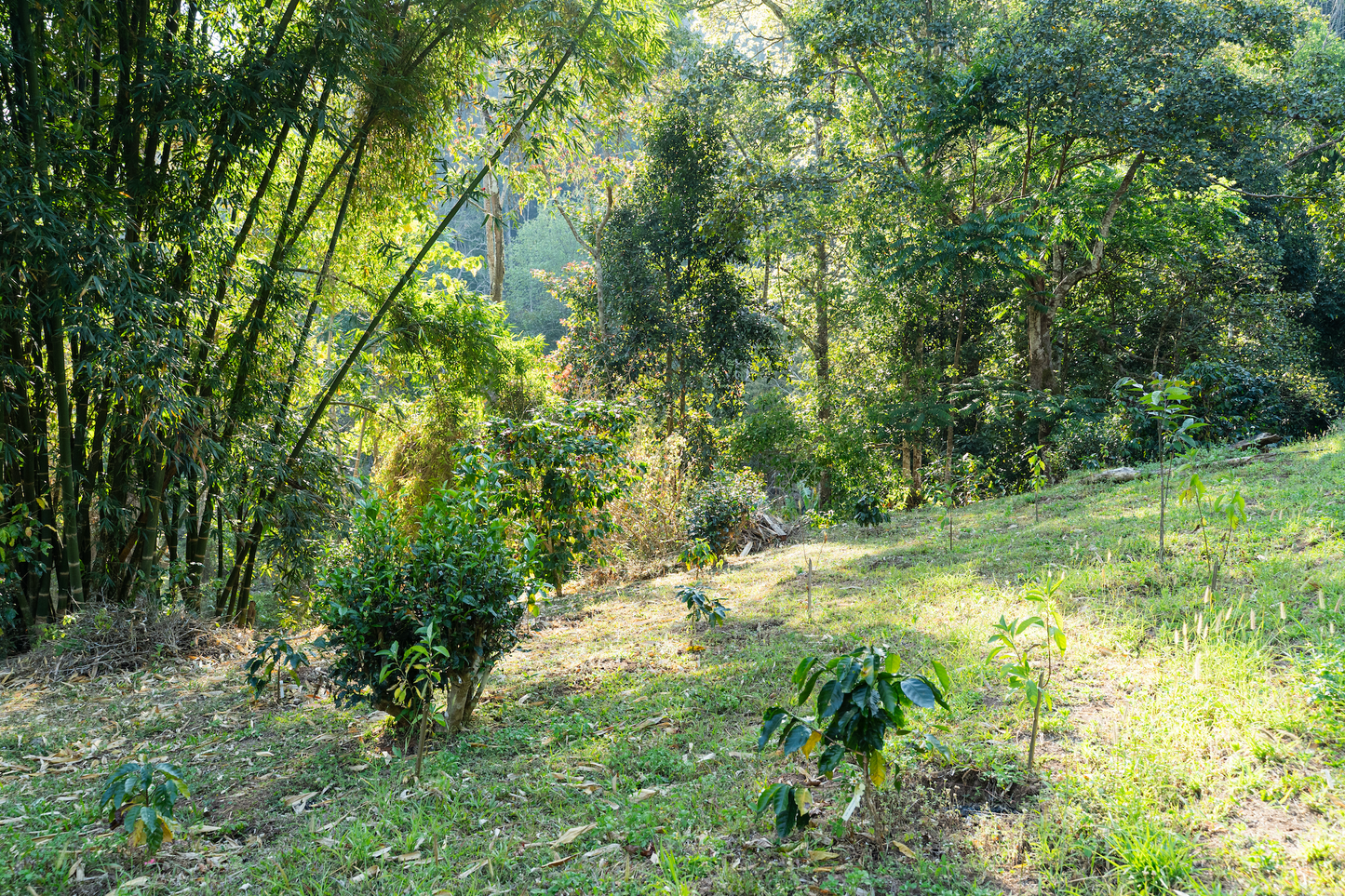 BEEJI(浅煎り)/Honey