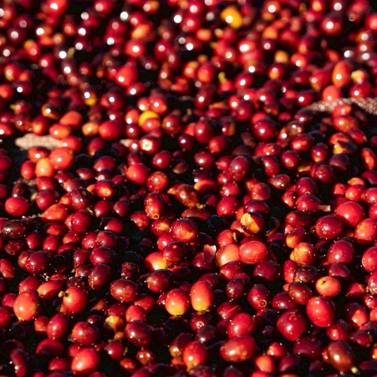 【限定】Christmas Roast 中浅煎り/Natural