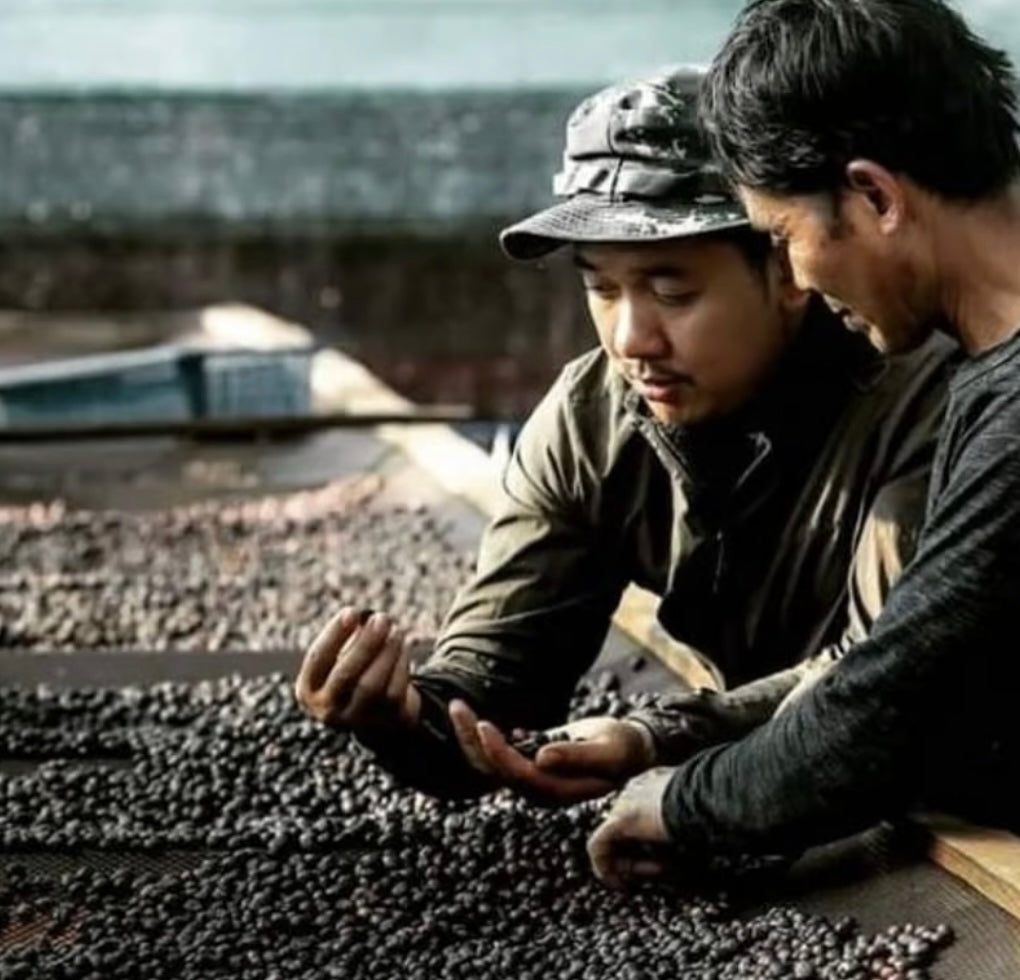 SAENCHAI(浅煎り)/Avocado Natural