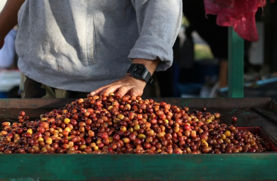 SAENCHAI(浅煎り)/Avocado Natural